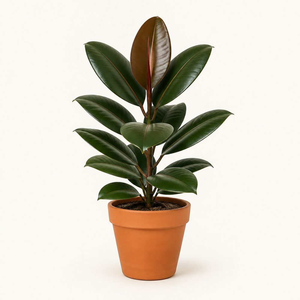 Rubber Plant