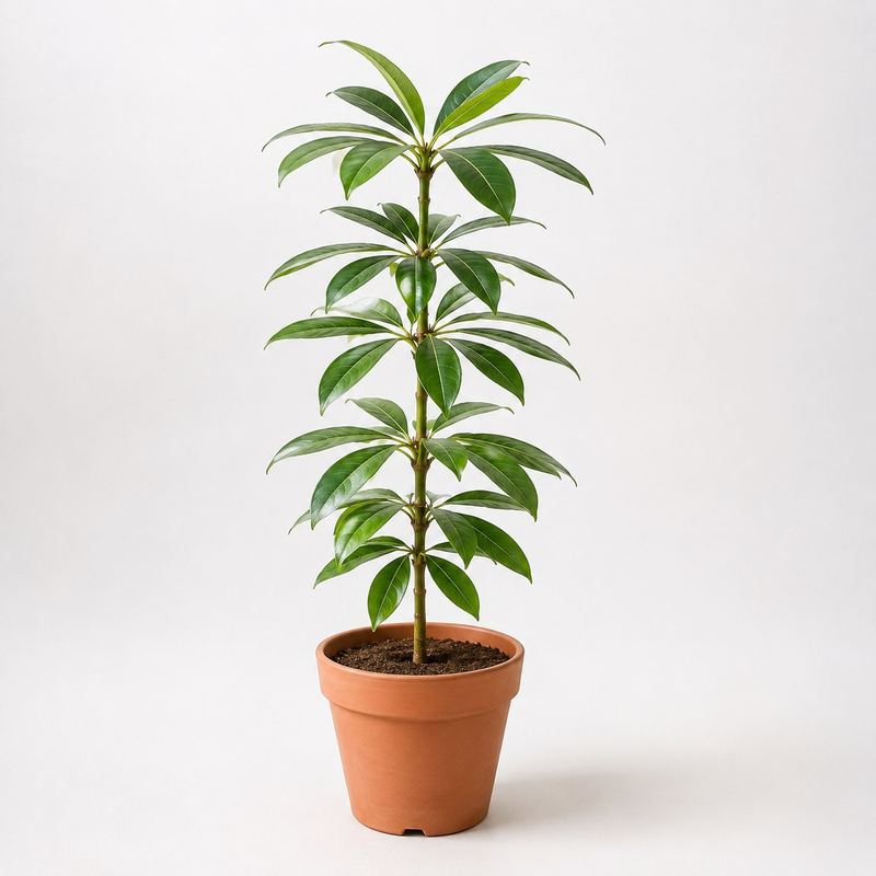 Saptaparni (Alstonia)