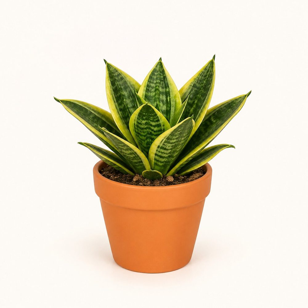 Snake Plant Golden Hahnii