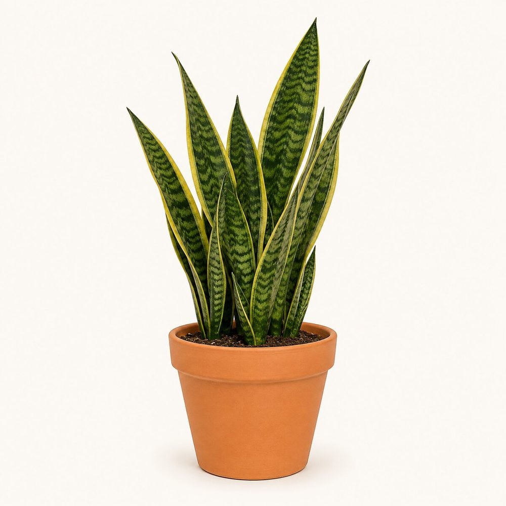 12 Best Indoor Plants for Delhi NCR Flats (Low Light, AC and Dust)