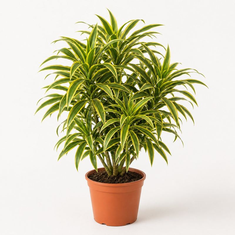 Song of India (Dracaena Reflexa)