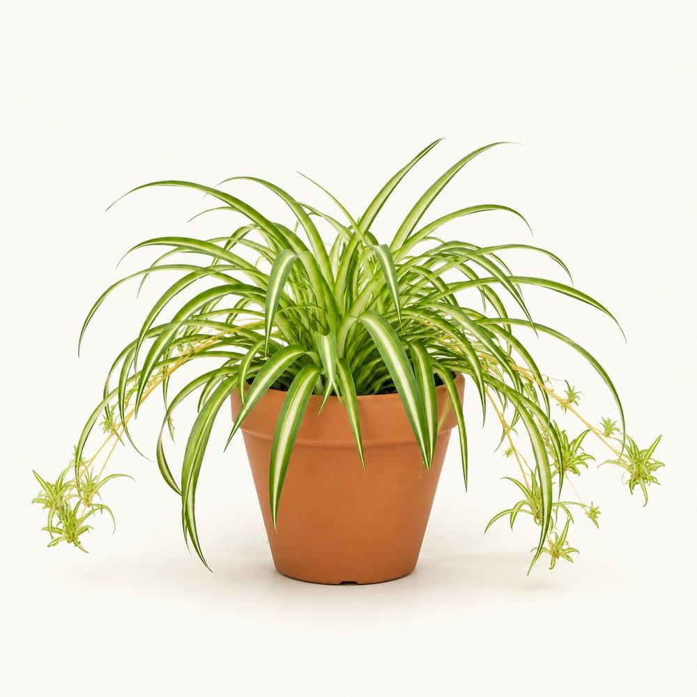 Pet-Safe Indoor Plants for Indian Homes with Cats and Dogs