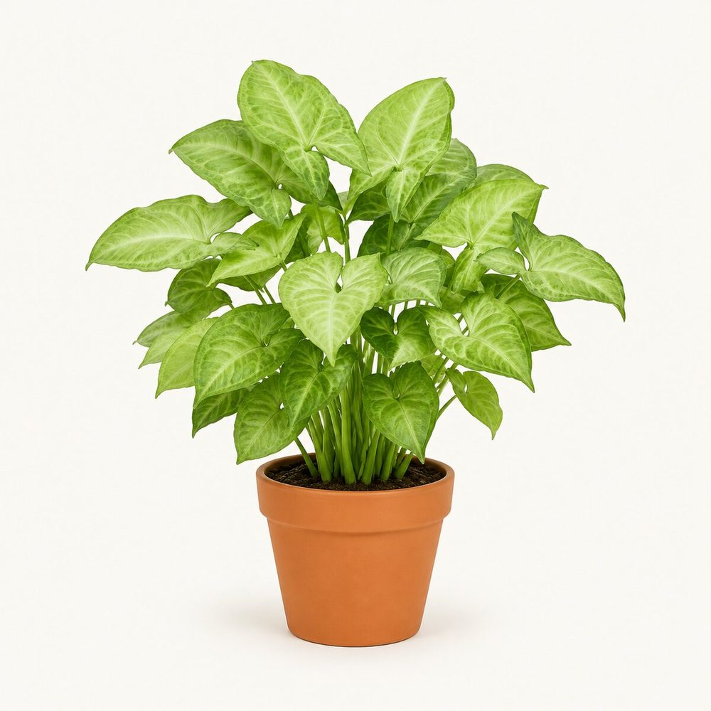 Syngonium Green