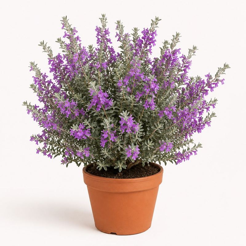Texas Sage (Nikodia)