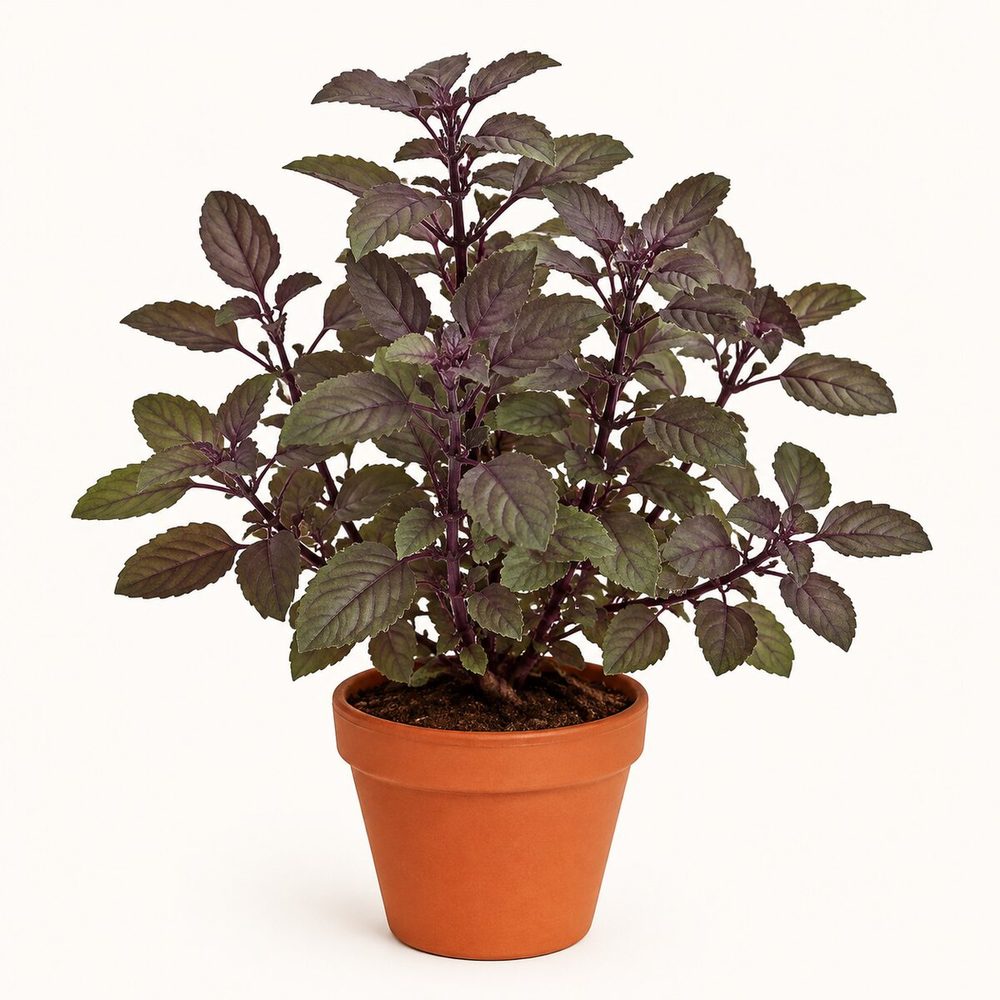 Tulsi (Shyama/Krishna)