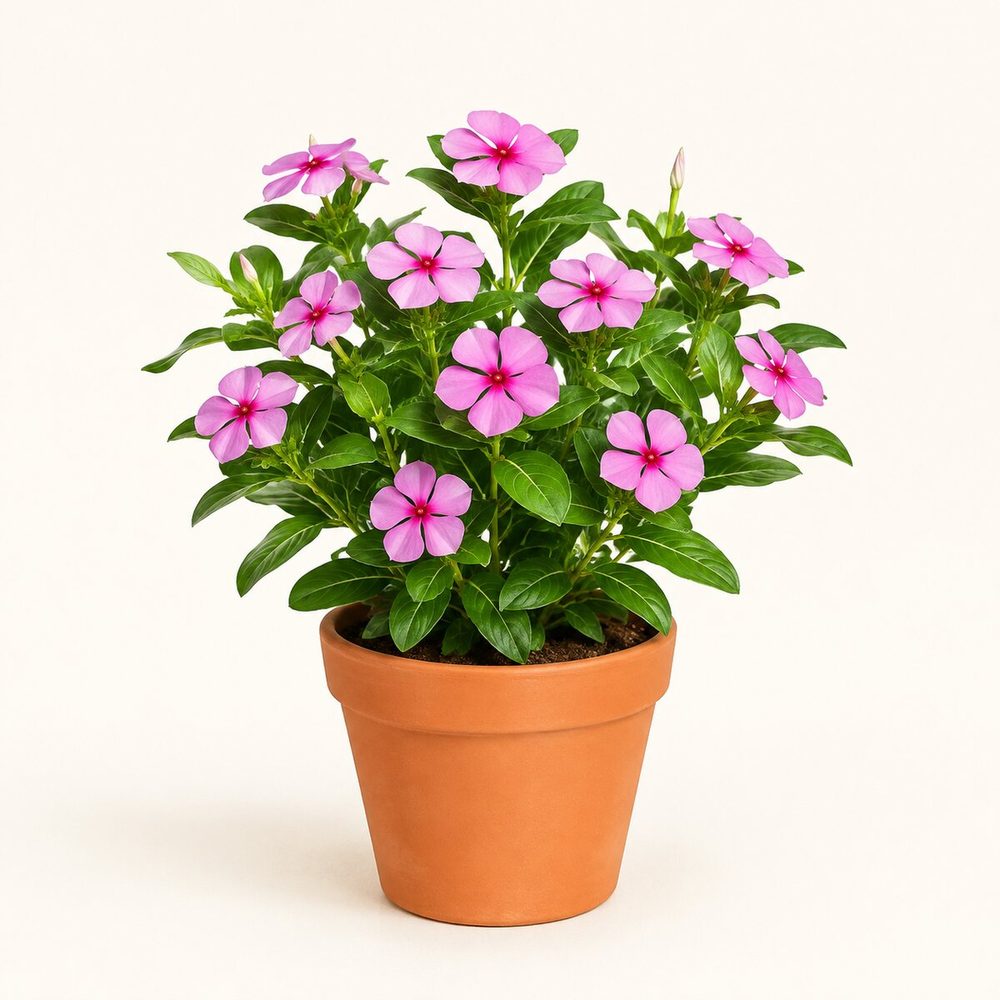 Vinca (Sadabahar)