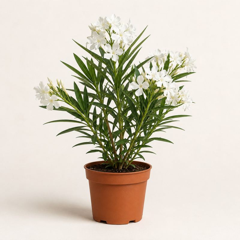 White Oleander (Kaner)