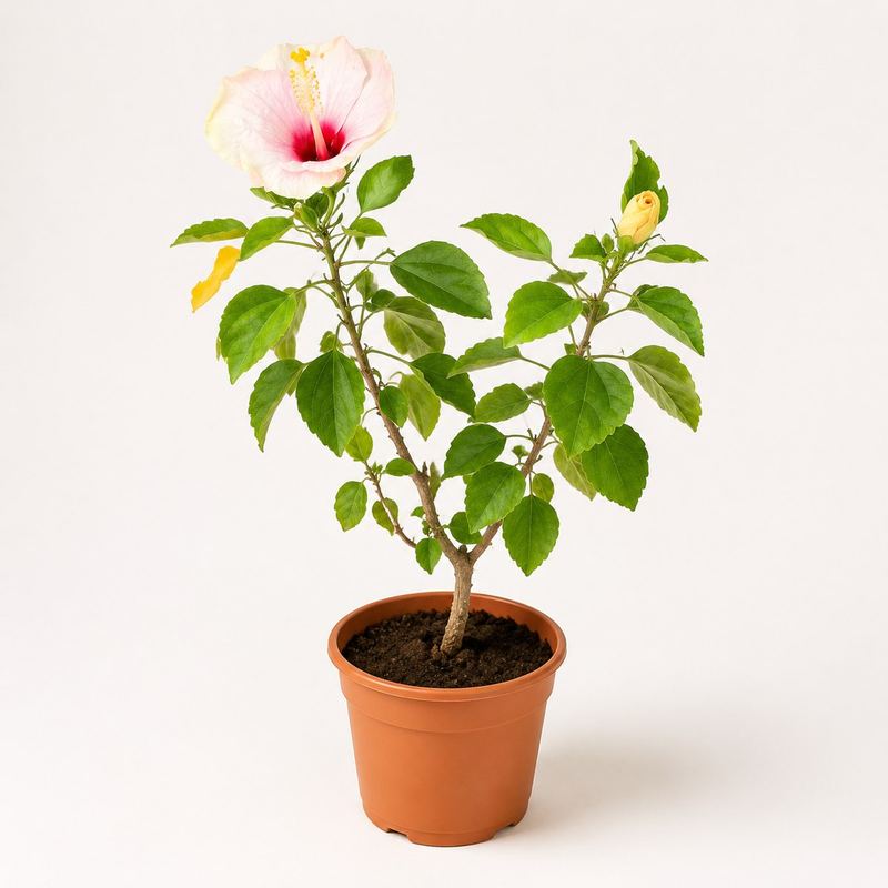 White & Pink Hibiscus