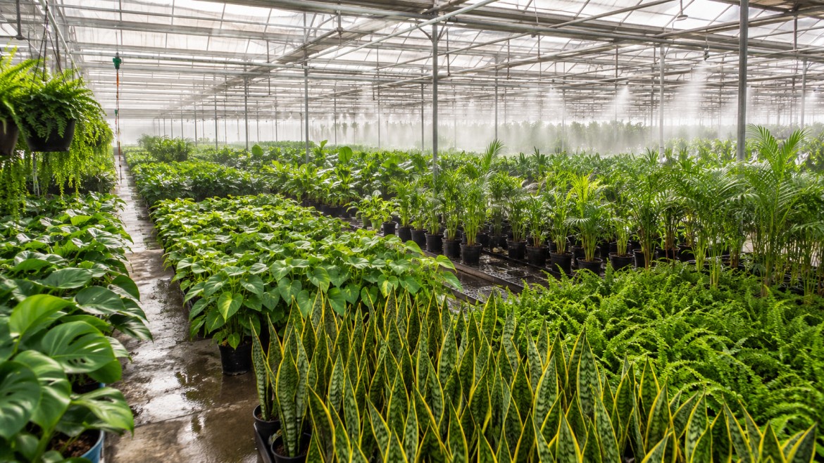 Healthy Plants in Bulk for Every Project